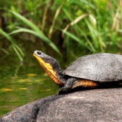 Smiling Blandings Turtle